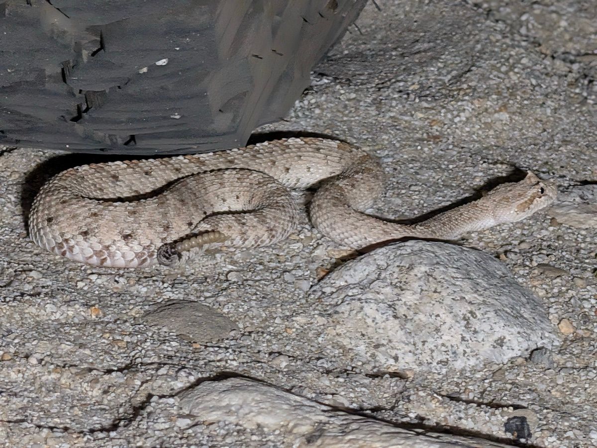 Sidewinder