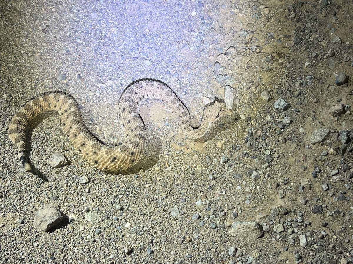 Sidewinder