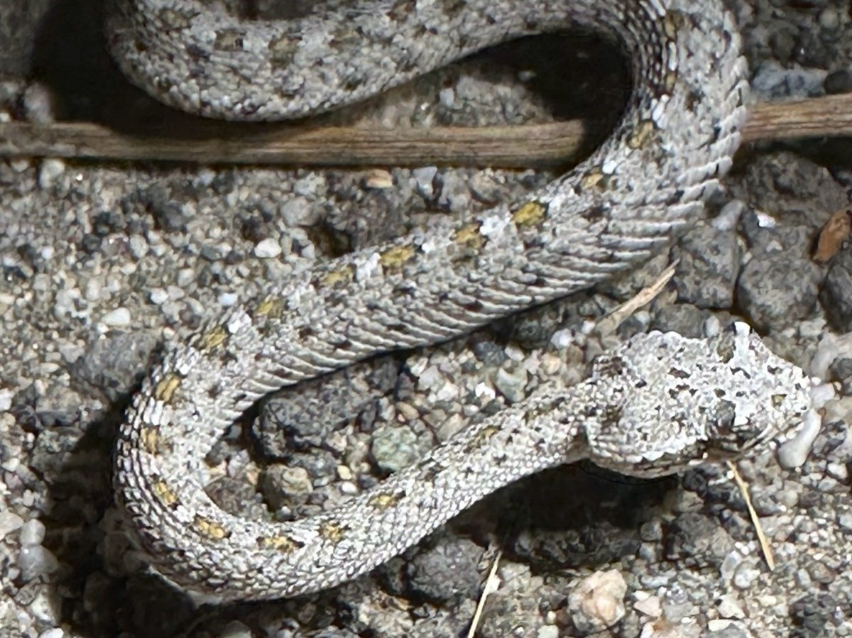 Sidewinder