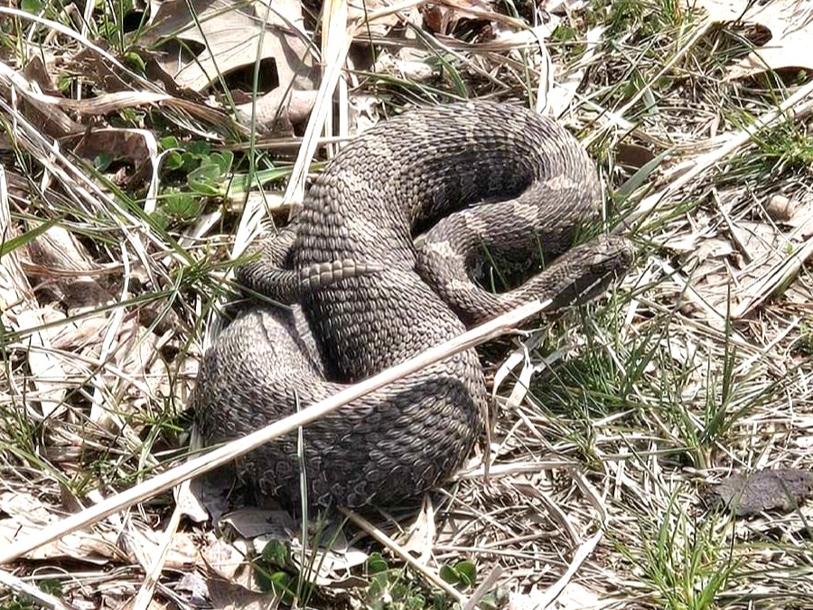 Eastern Massasauga