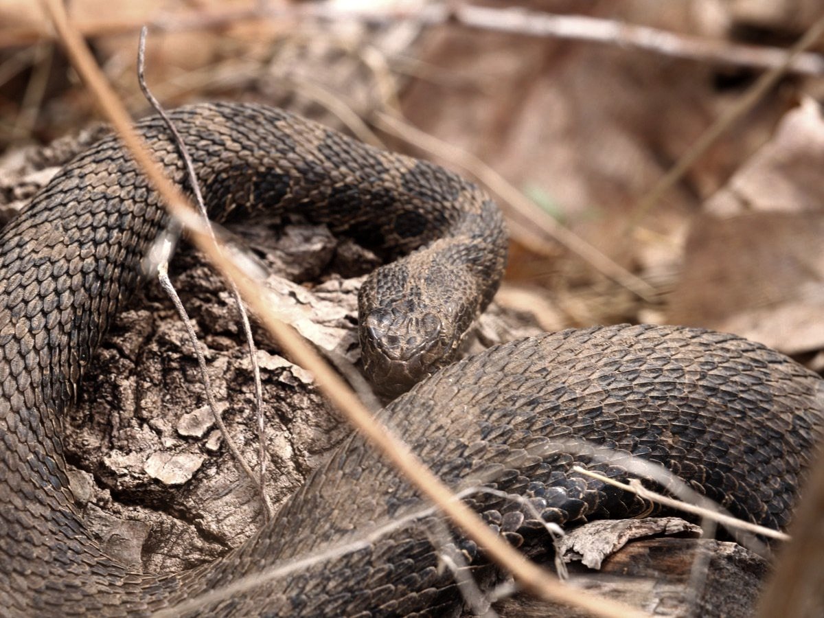 Eastern Massasauga