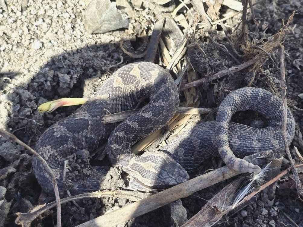 Eastern Massasauga