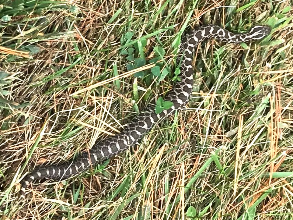 Eastern Massasauga