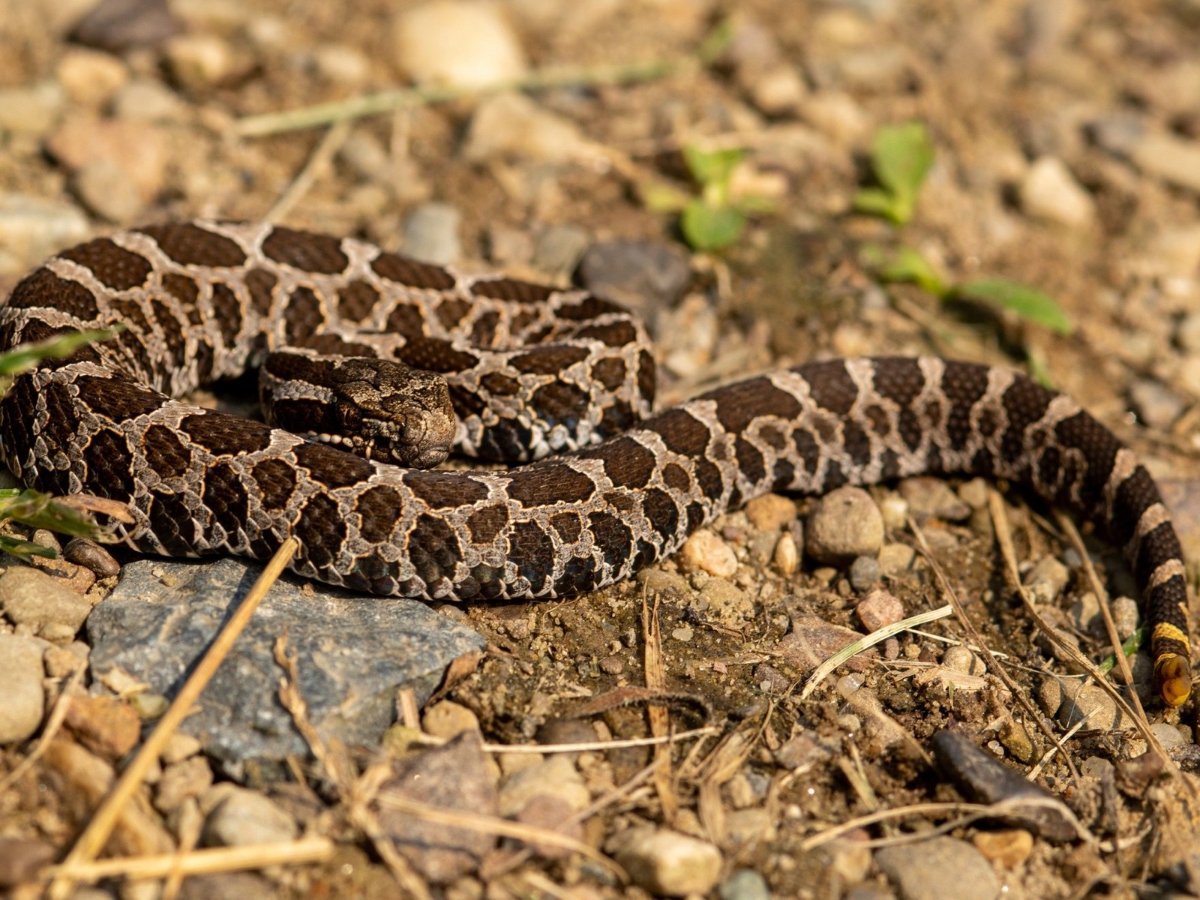 Eastern Massasauga