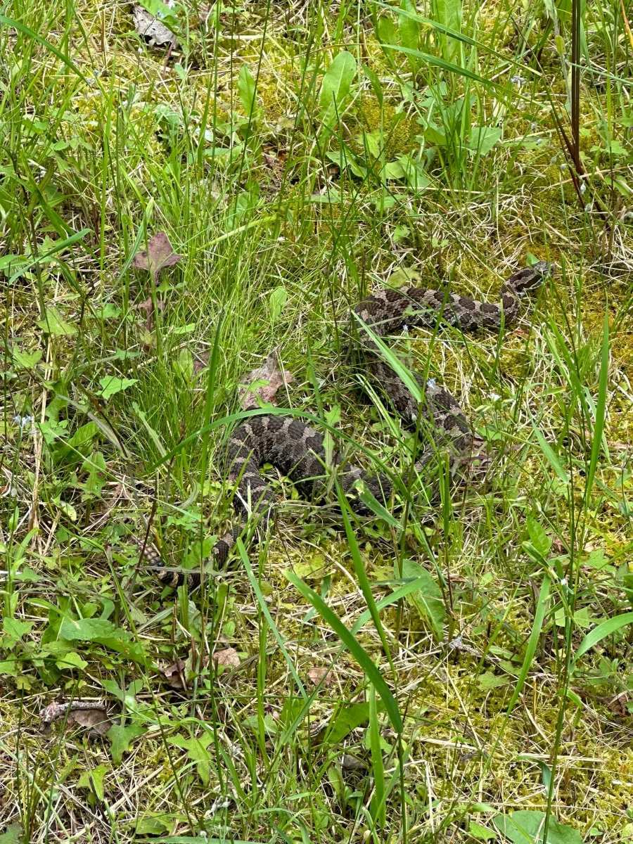 Eastern Massasauga