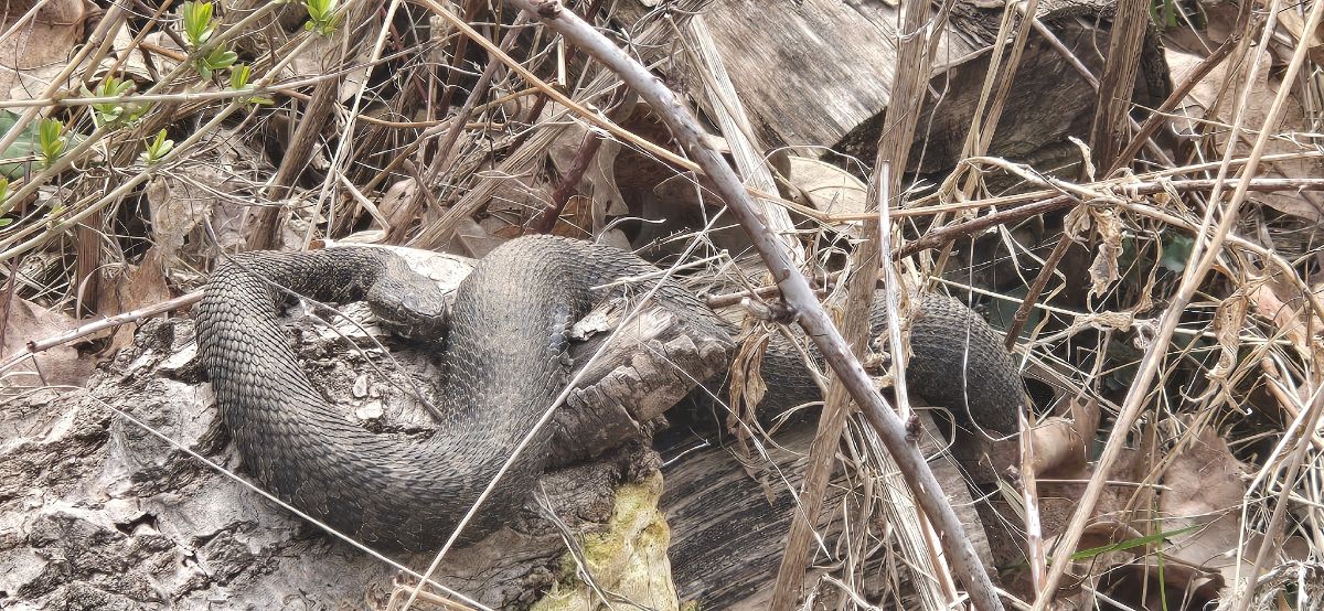 Eastern Massasauga