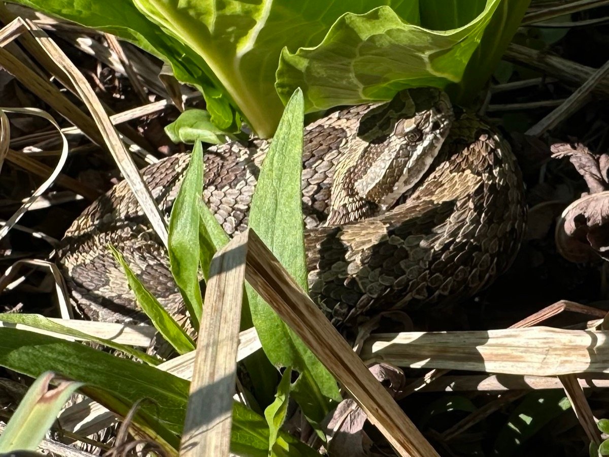 Eastern Massasauga