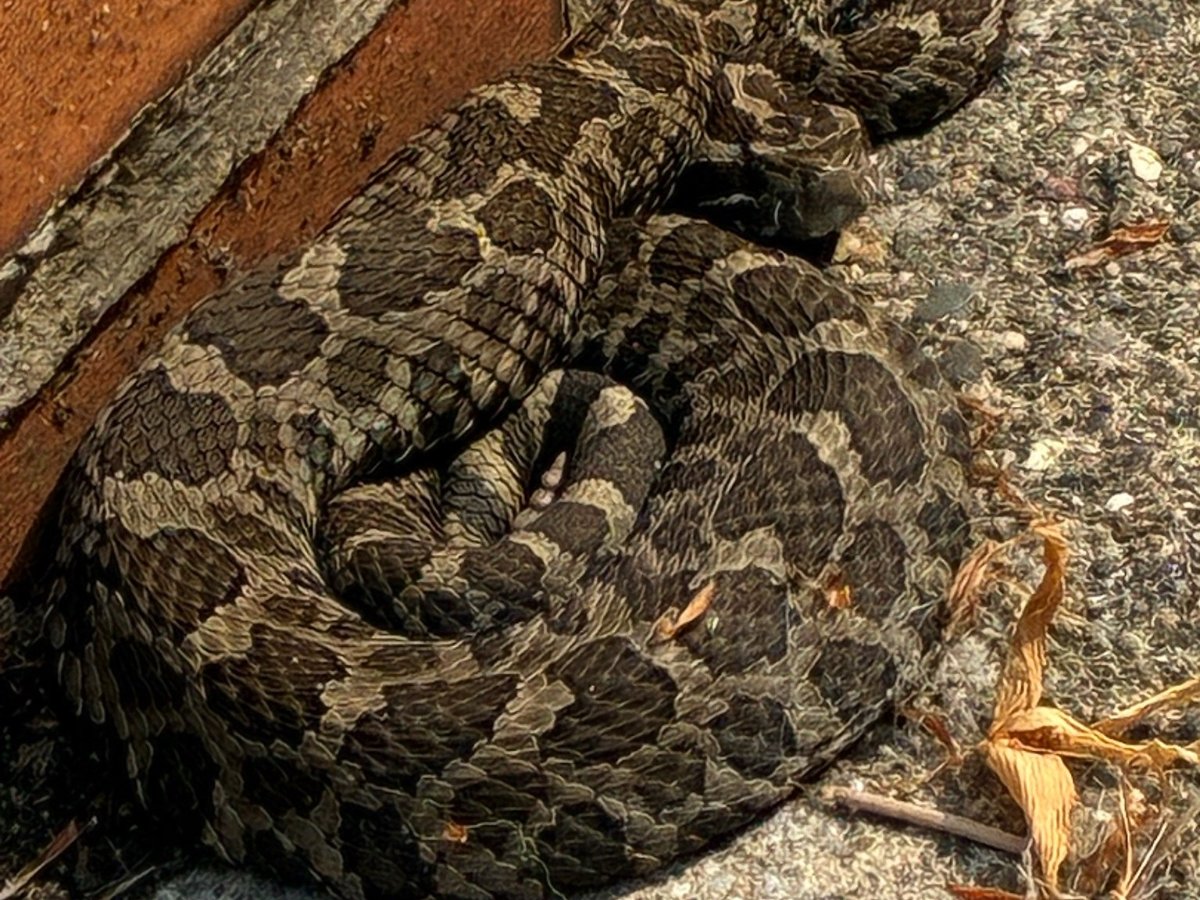Eastern Massasauga