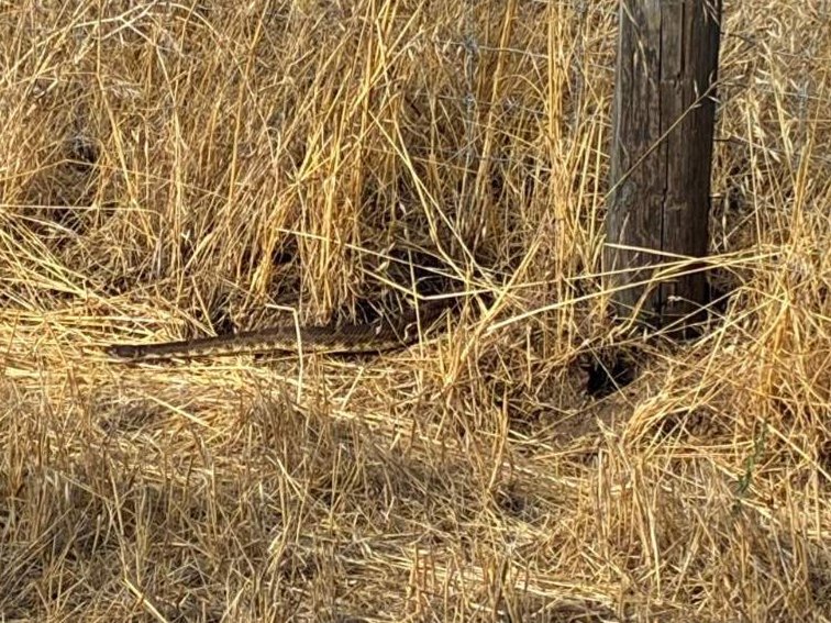 Western Rattlesnake