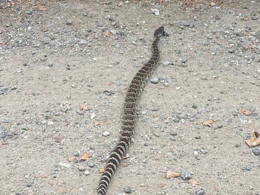 Western Rattlesnake