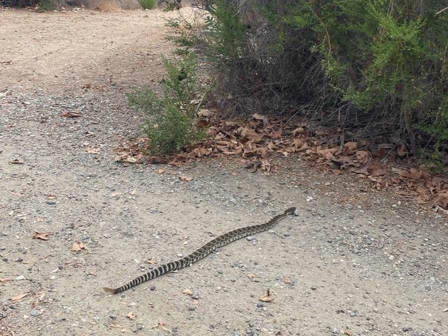 Western Rattlesnake