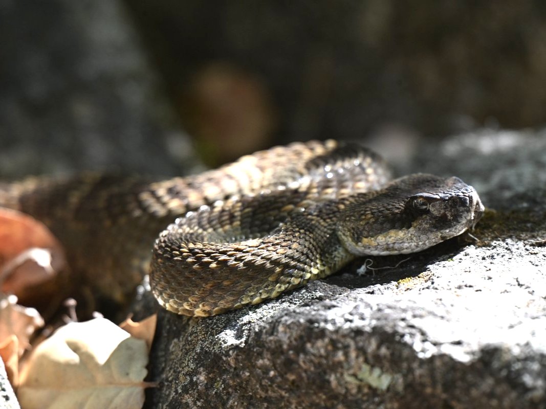 Western Rattlesnake