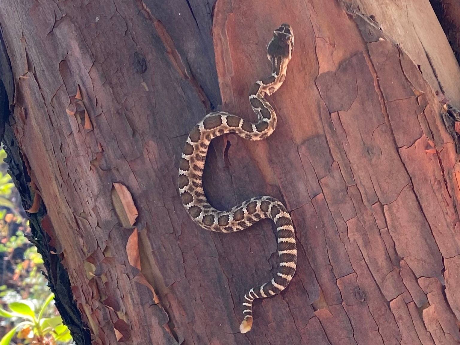 Western Rattlesnake