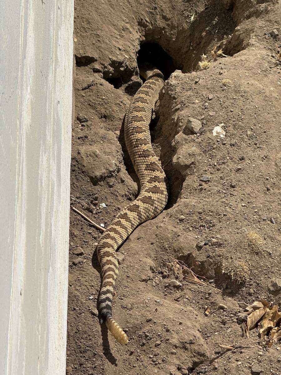 Western Rattlesnake