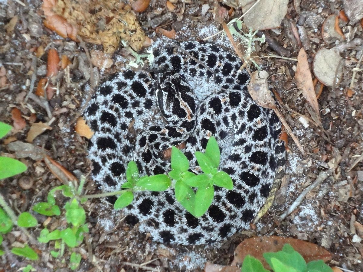Pygmy Rattlesnake