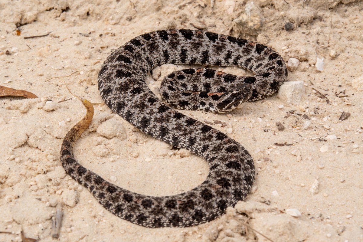 Pygmy Rattlesnake