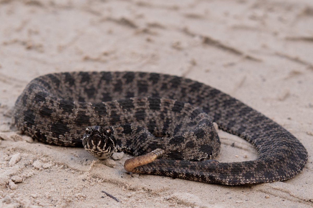 Pygmy Rattlesnake