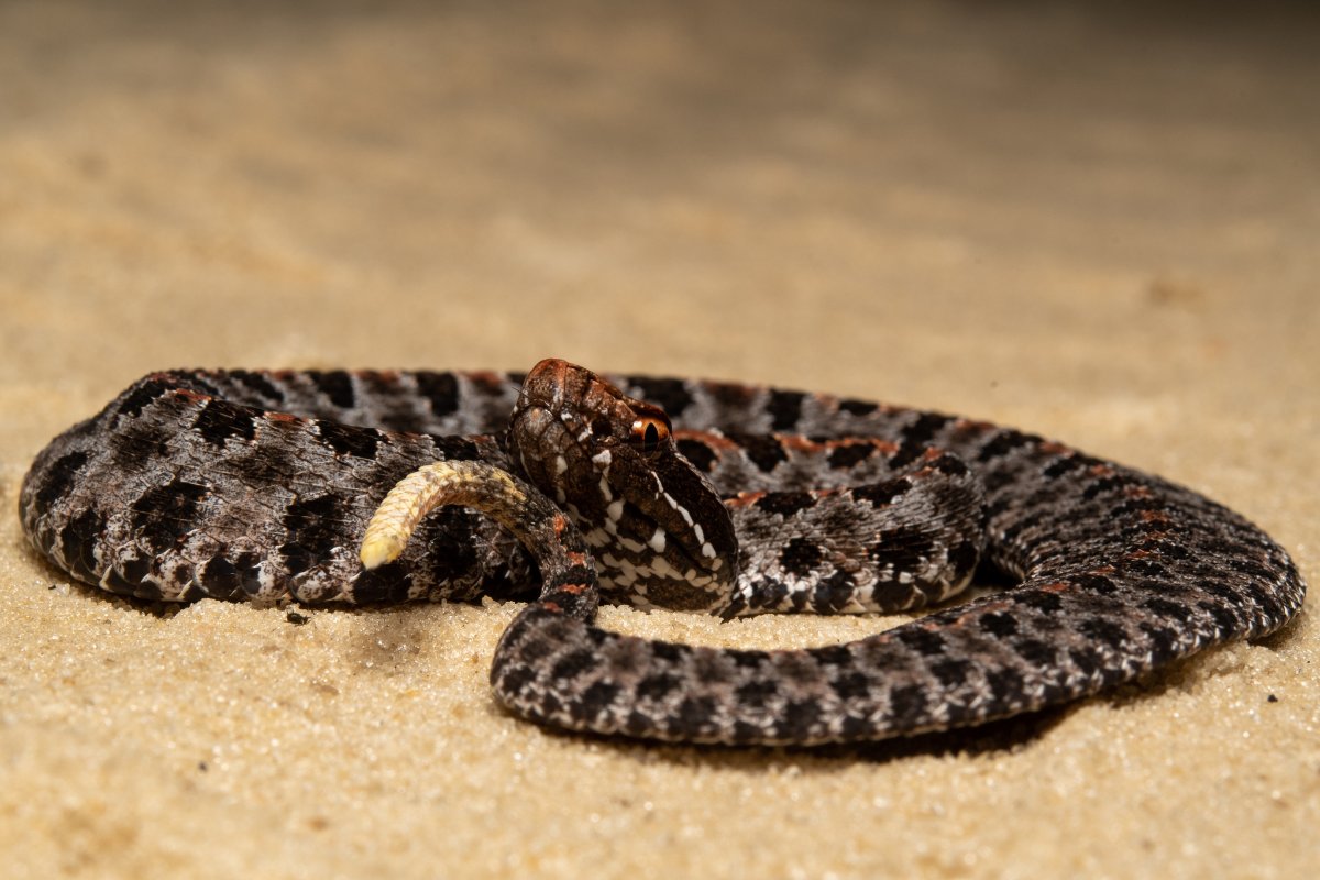 Pygmy Rattlesnake