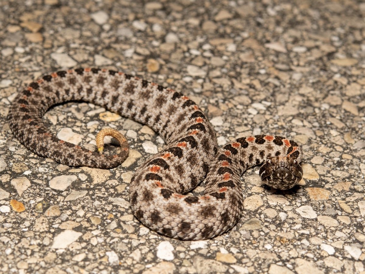 Pygmy Rattlesnake