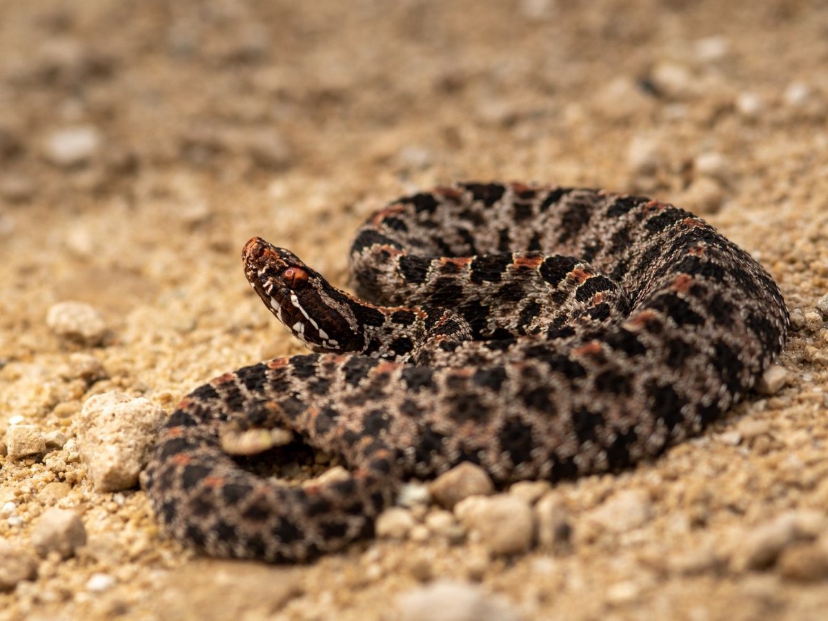 Pygmy Rattlesnake