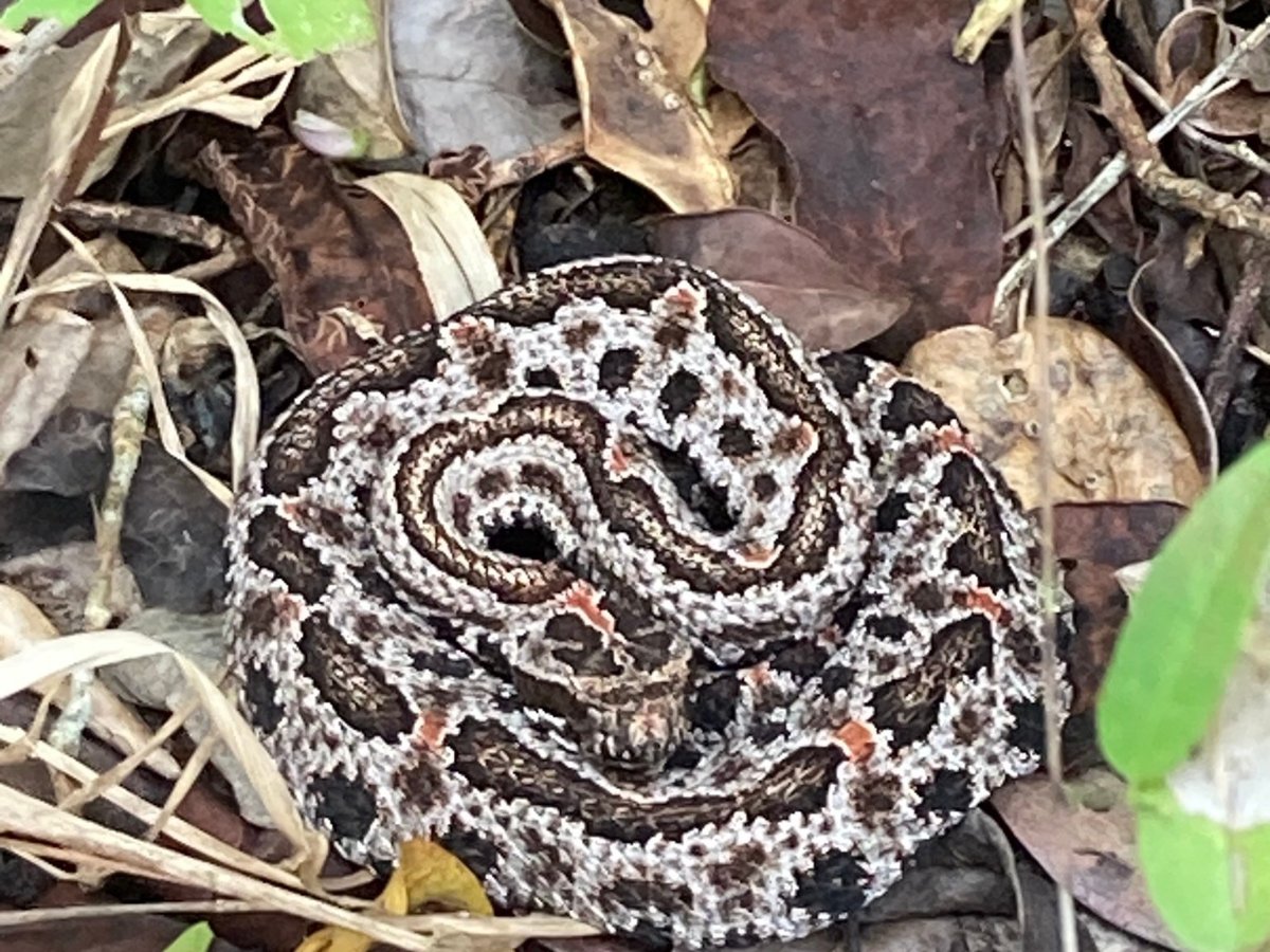 Pygmy Rattlesnake