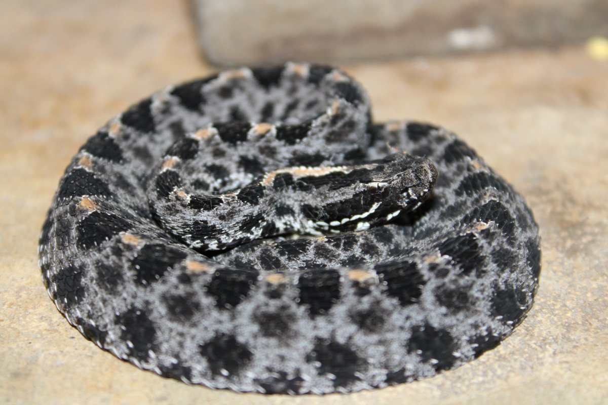 Pygmy Rattlesnake