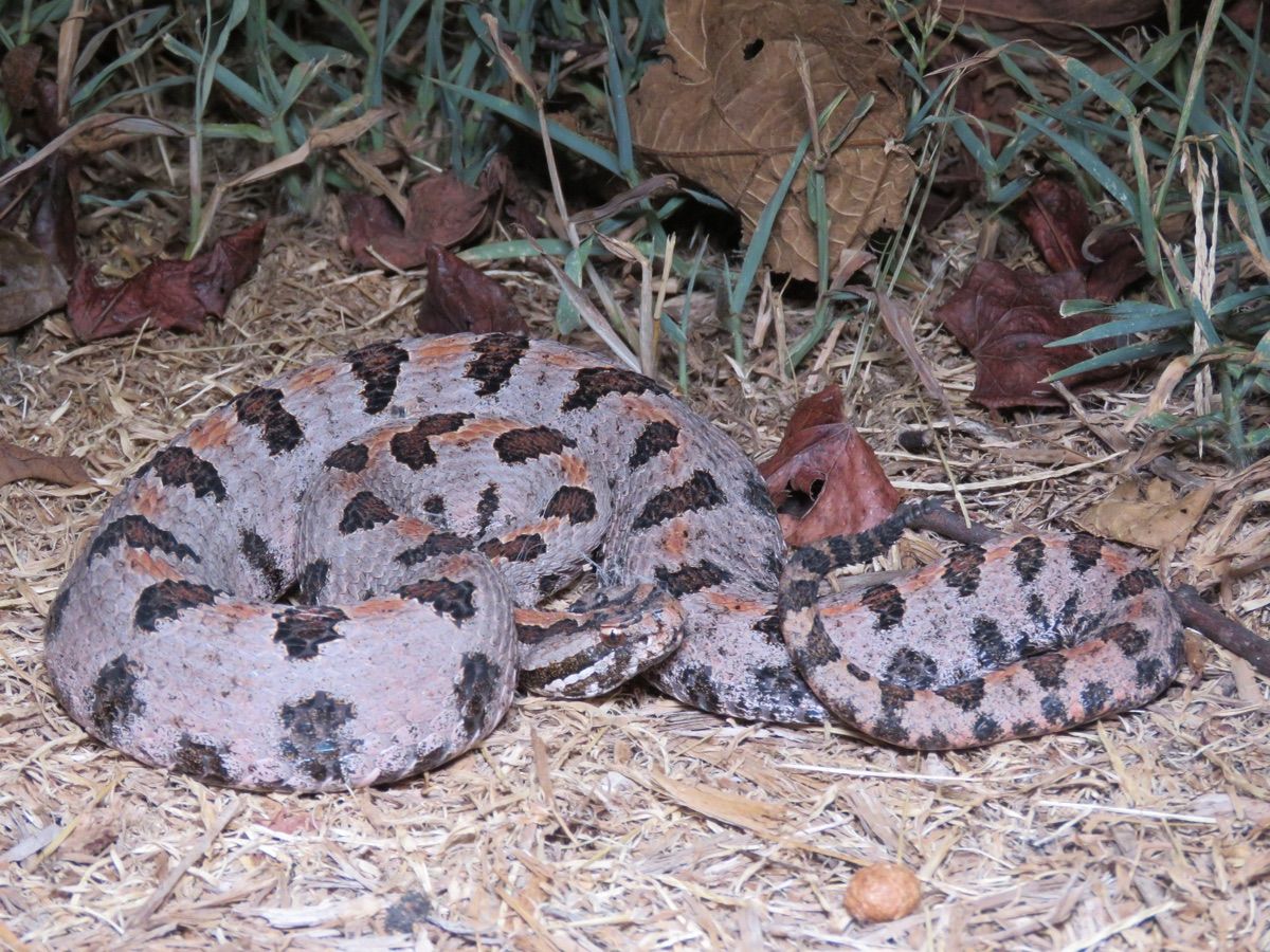Pygmy Rattlesnake