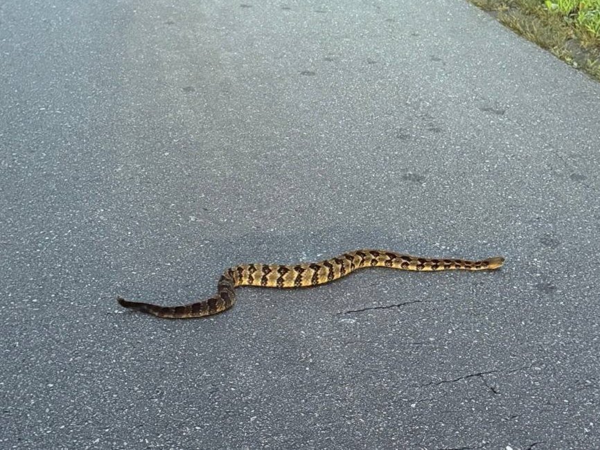 Timber Rattlesnake