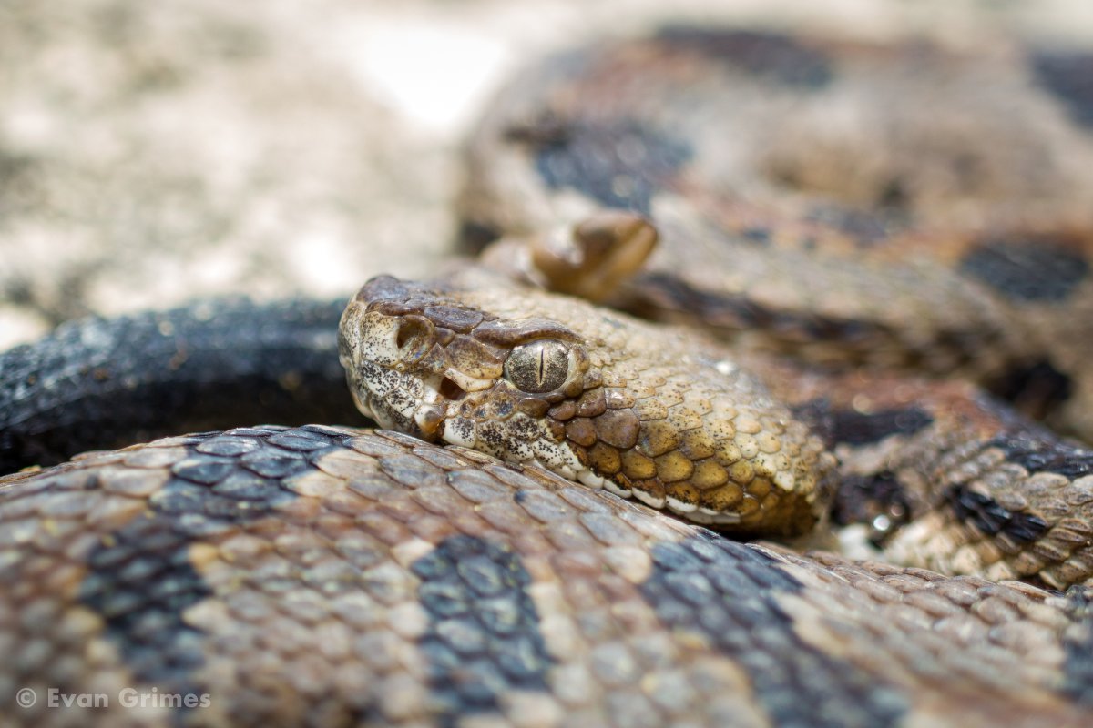 Timber Rattlesnake