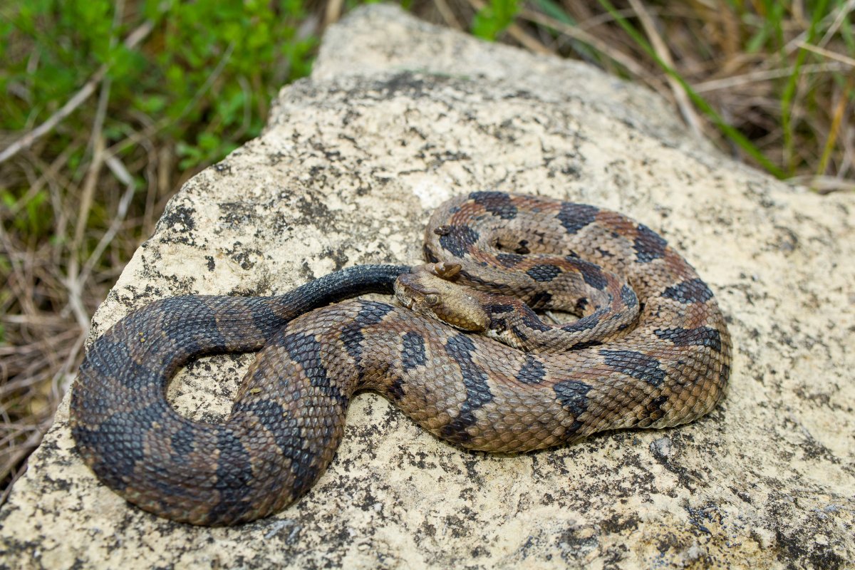 Timber Rattlesnake