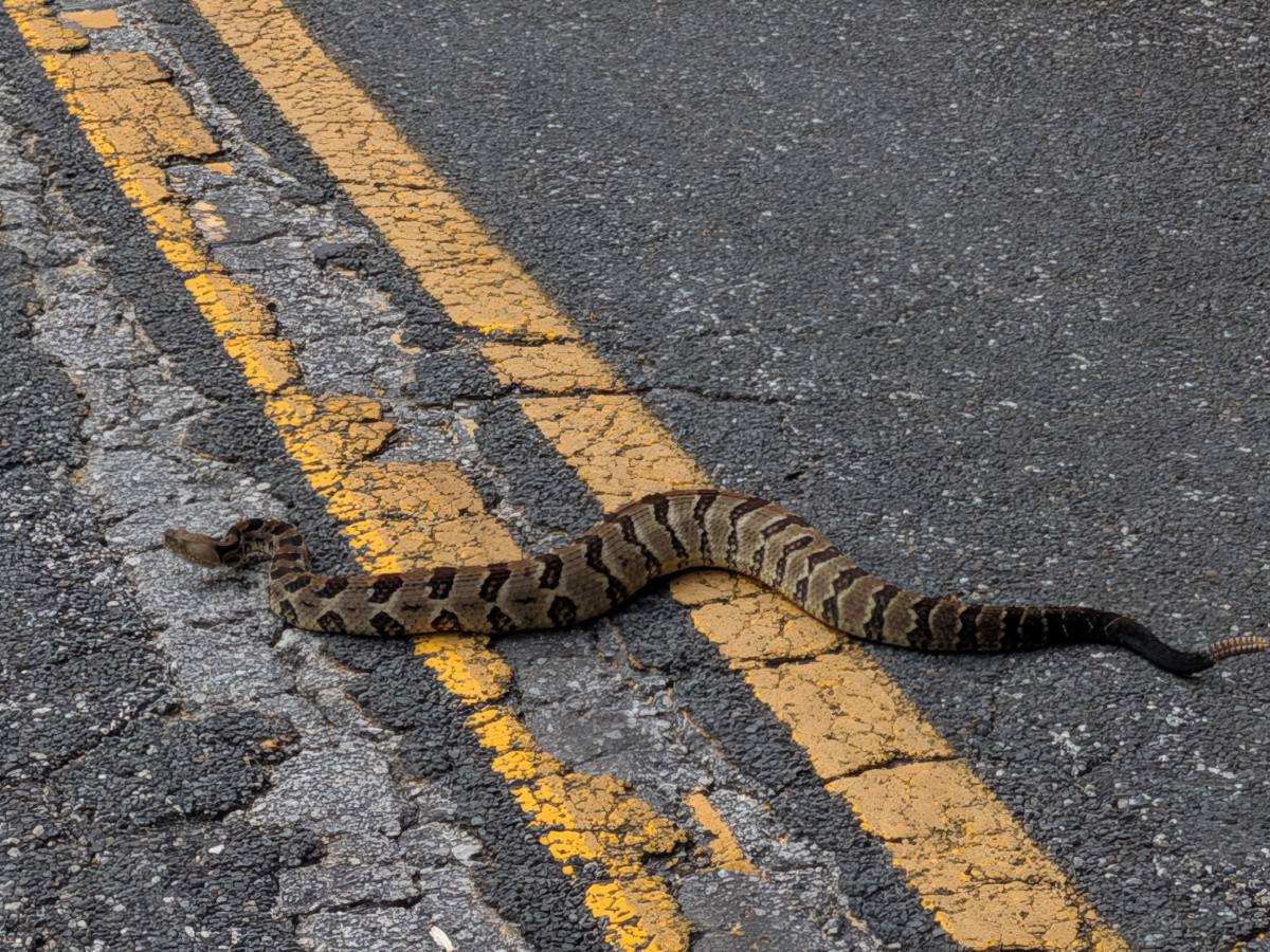 Timber Rattlesnake