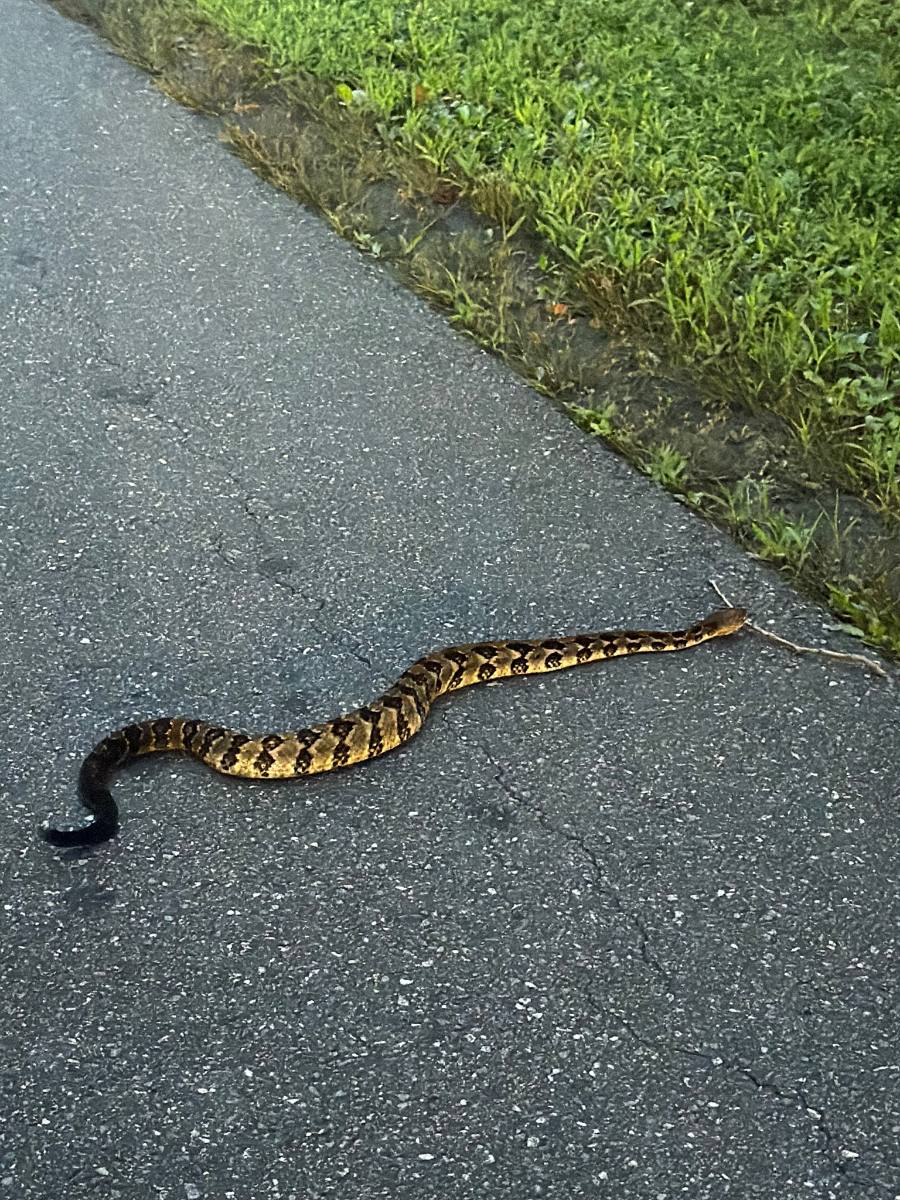 Timber Rattlesnake