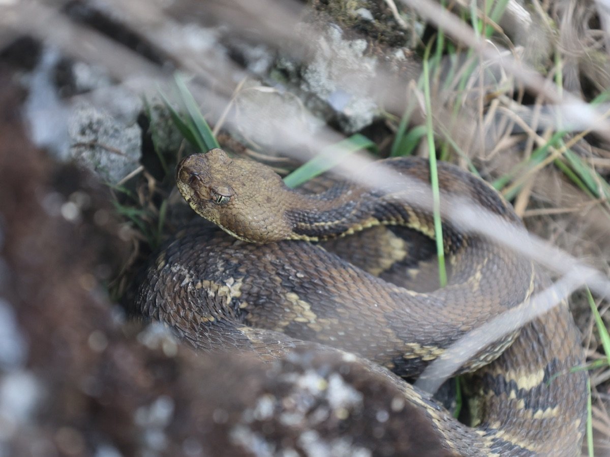 Timber Rattlesnake