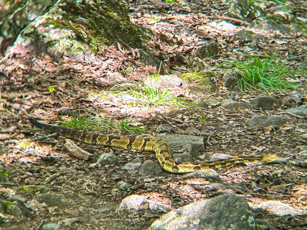Timber Rattlesnake