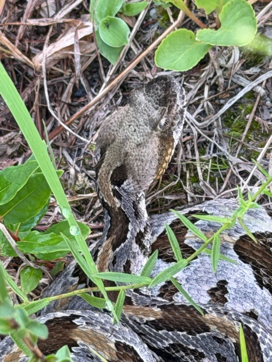 Timber Rattlesnake