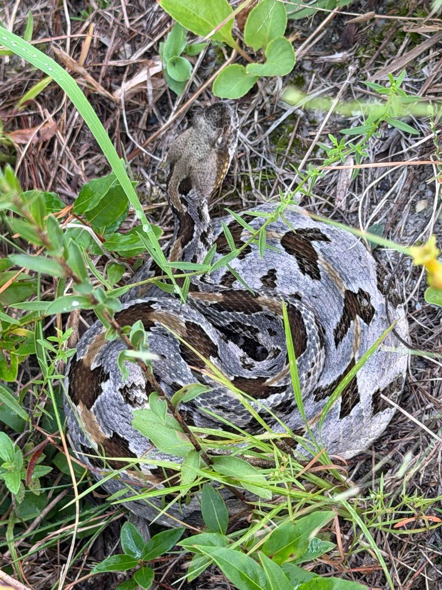 Timber Rattlesnake