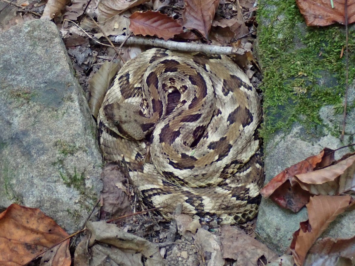 Timber Rattlesnake