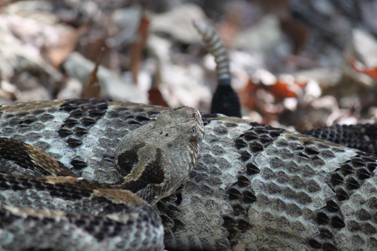 Timber Rattlesnake