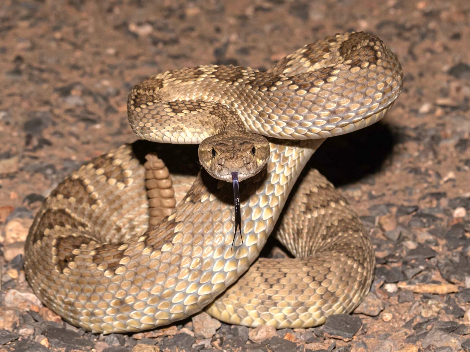 Mohave Rattlesnake