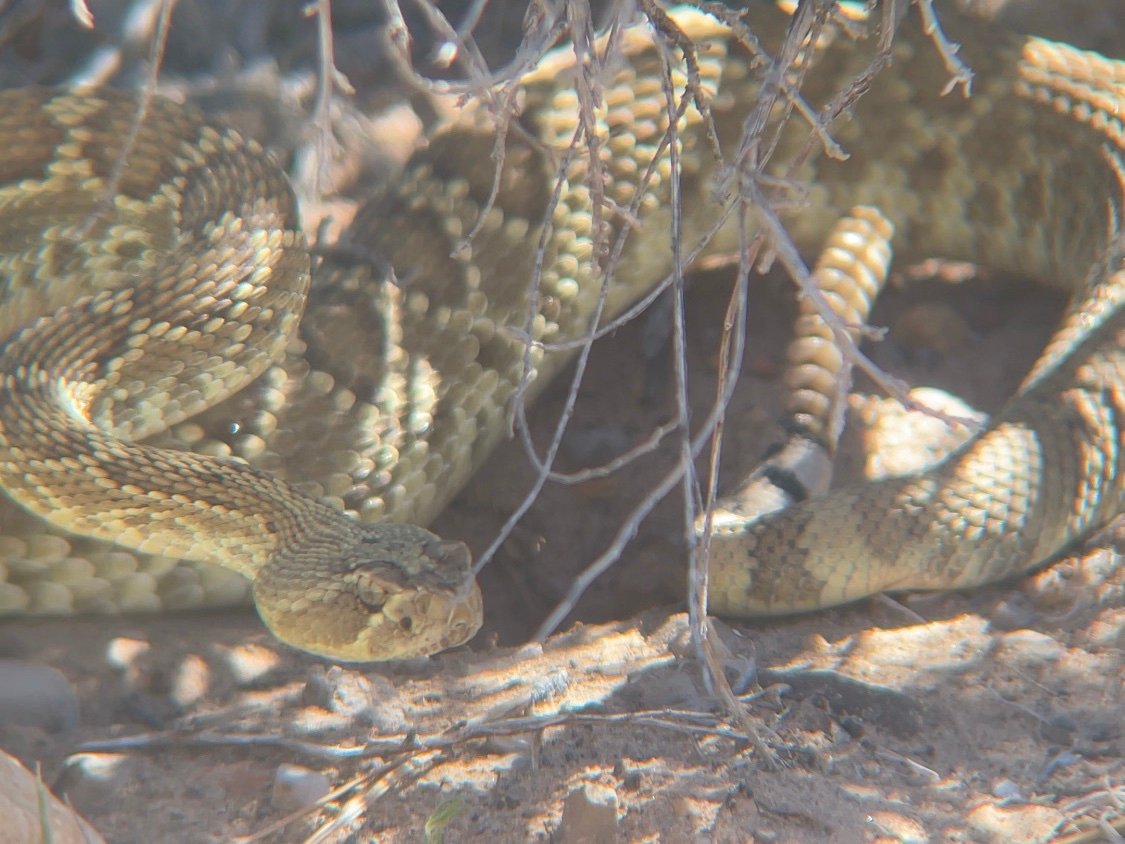 Mohave Rattlesnake