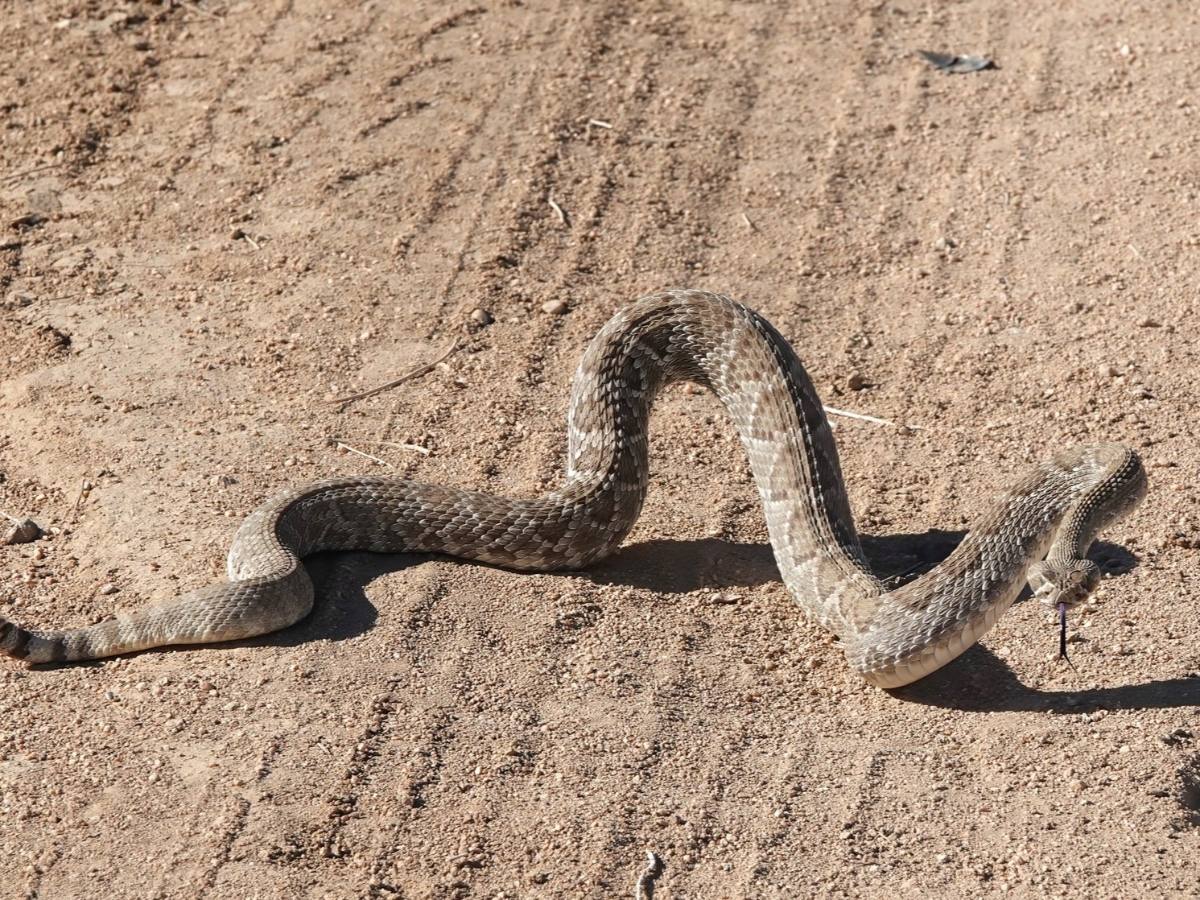Mohave Rattlesnake