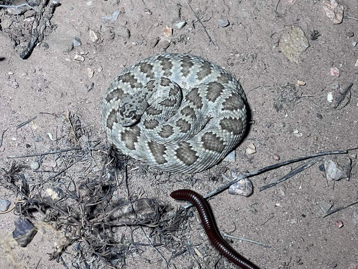 Mohave Rattlesnake