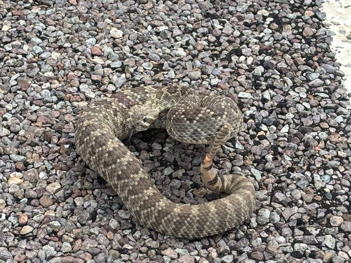 Mohave Rattlesnake