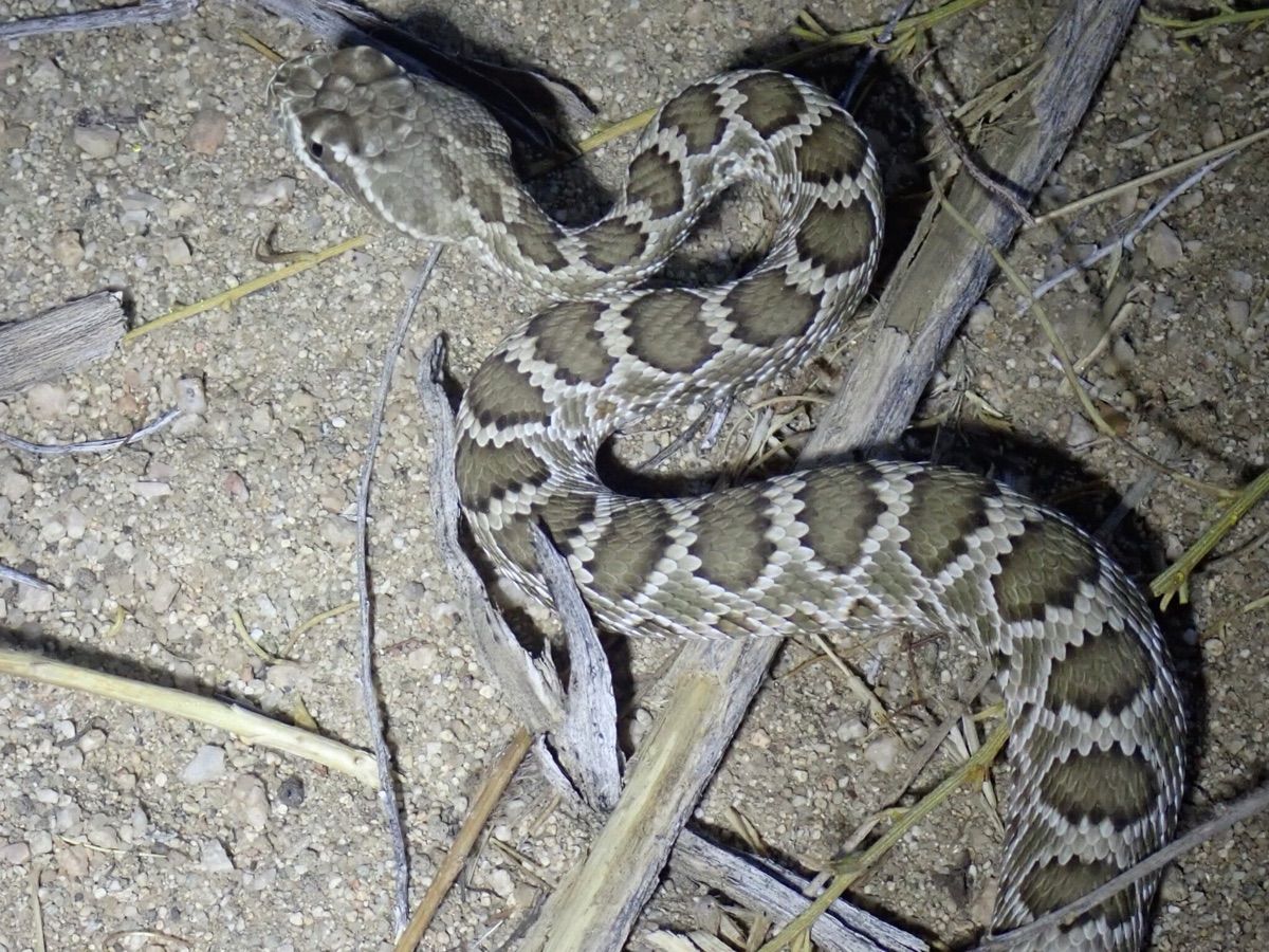 Mohave Rattlesnake