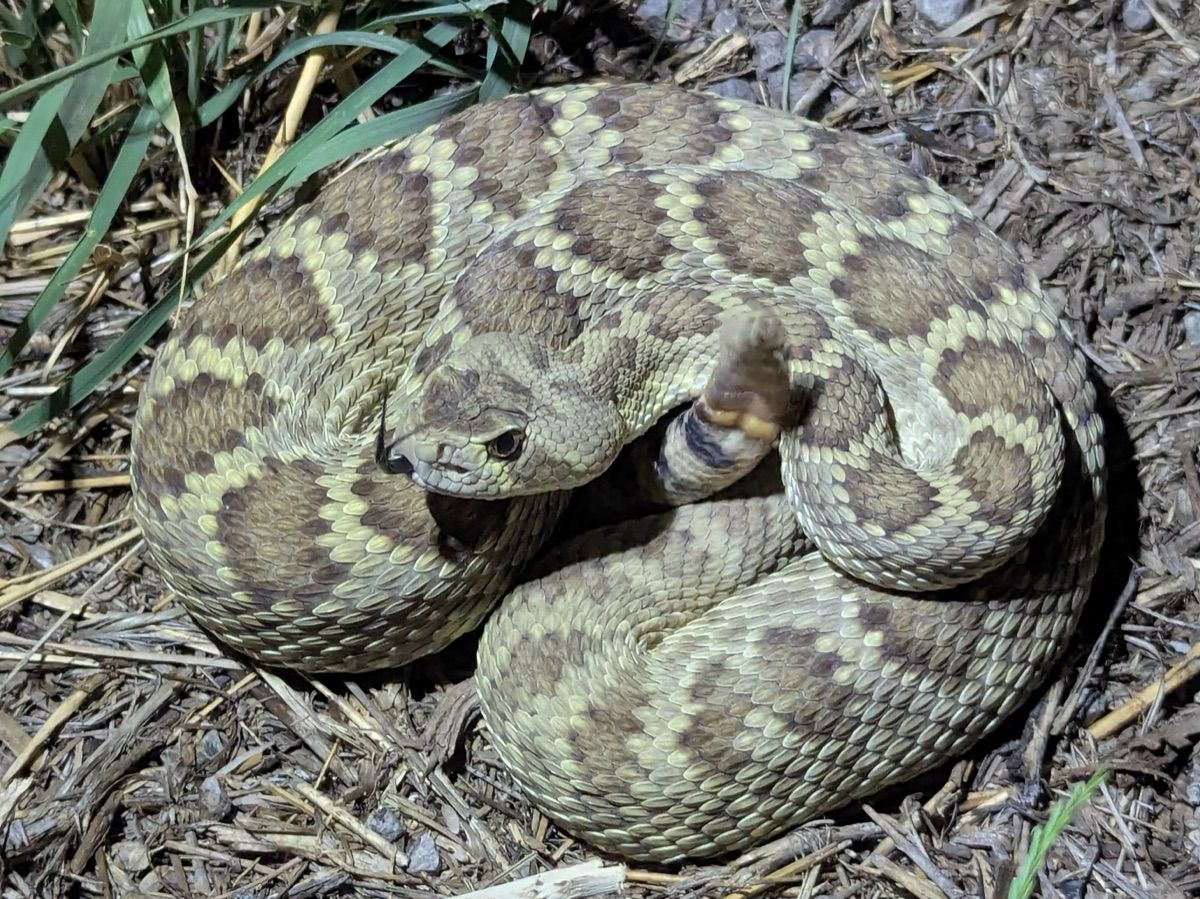 Mohave Rattlesnake