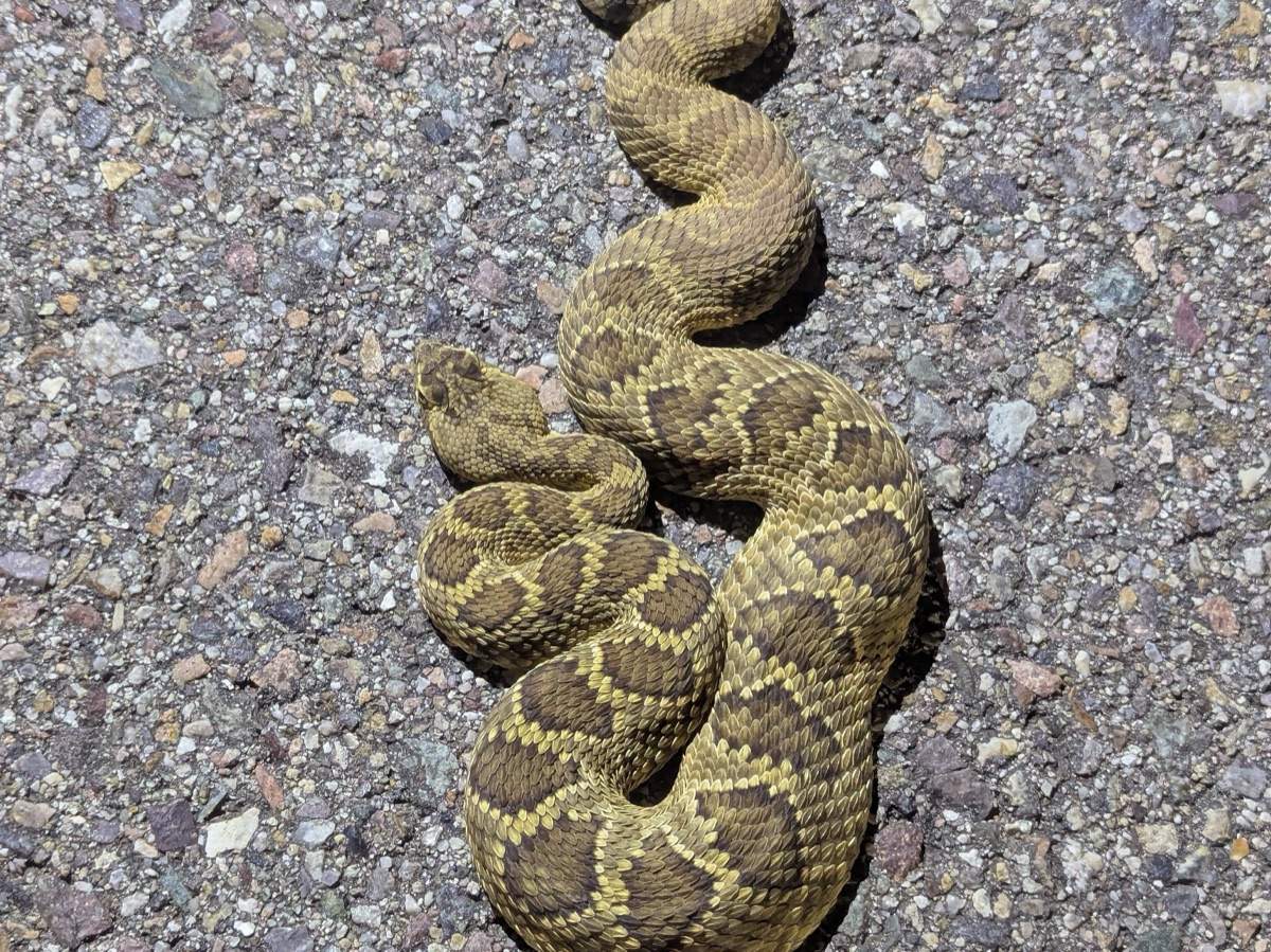 Mohave Rattlesnake