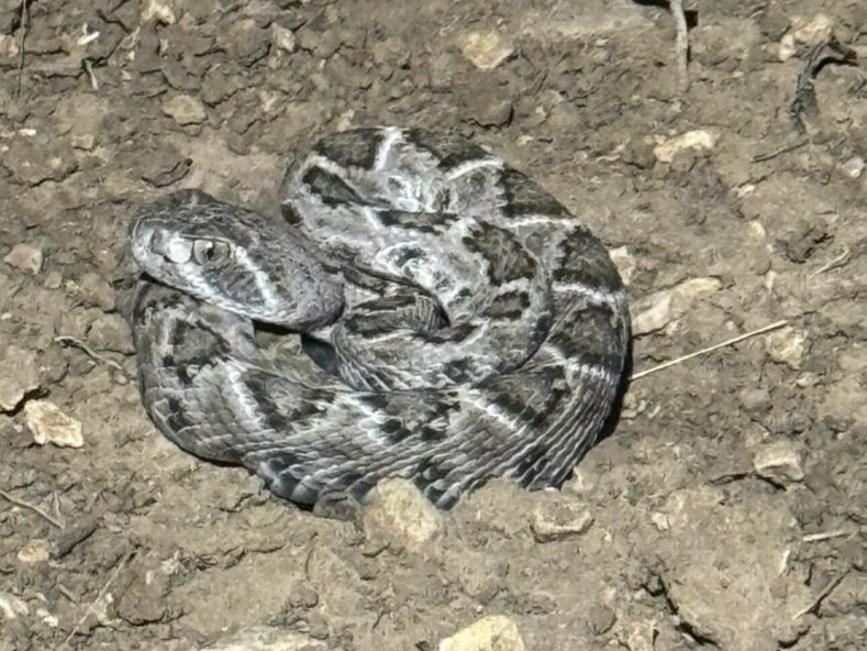 Western Diamondback Rattlesnake