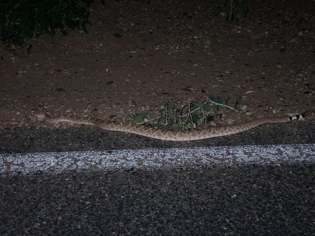 Western Diamondback Rattlesnake