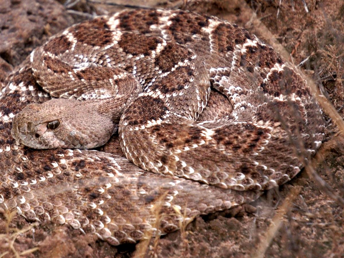 Western Diamondback Rattlesnake