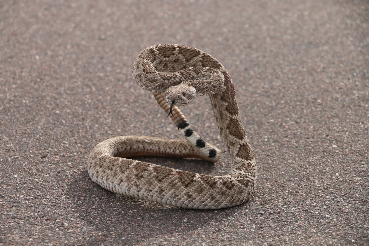 Western Diamondback Rattlesnake